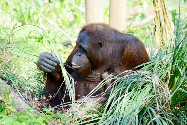 Orangutang mor sitter — Stockfoto