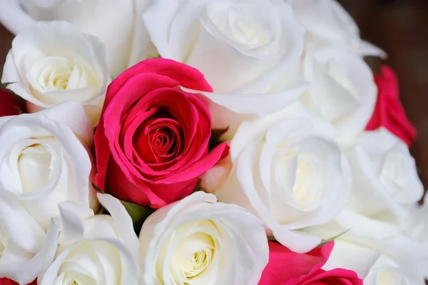 Bride roses closeup — Stock Photo, Image