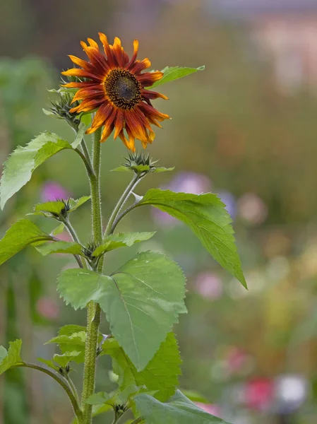 Late sunflower in bloom — Stock Photo, Image