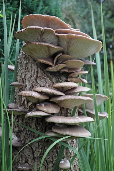 Funghi dell'ostrica (pleurotus cornucopiae ) — Foto Stock