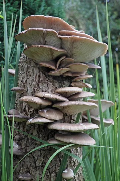 Funghi dell'ostrica (pleurotus cornucopiae ) Immagini Stock Royalty Free