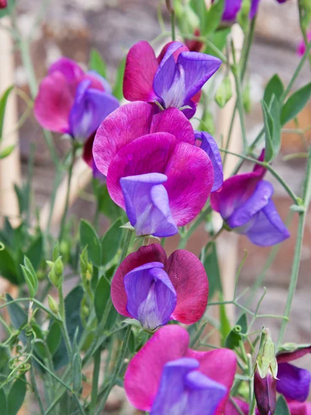 Sweet pea bloemen — Stockfoto