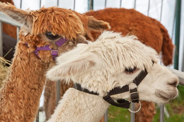 Brown and White coated alpacas — Stock Photo, Image