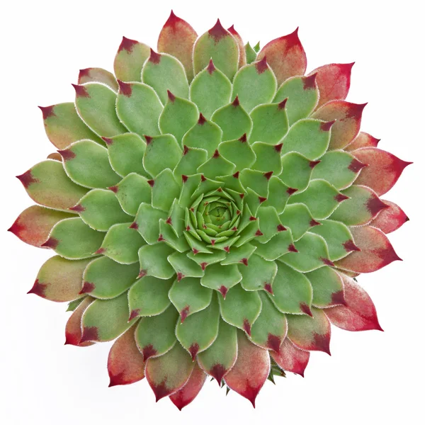 Modello succulento Immagine Stock