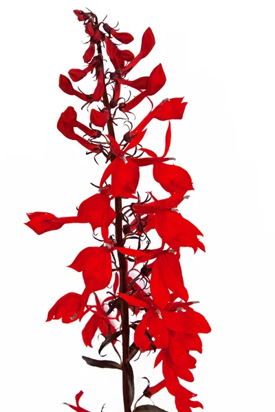 Lobelia Cardinalis — Zdjęcie stockowe