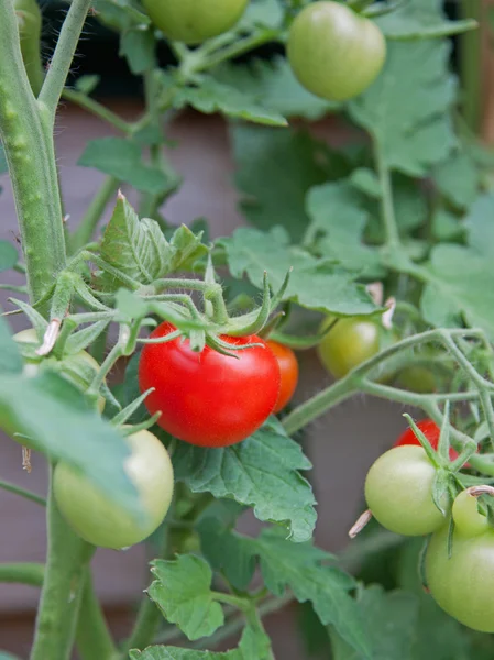 Ripe Tomato (solanum lycopersicon) — Stock Photo, Image