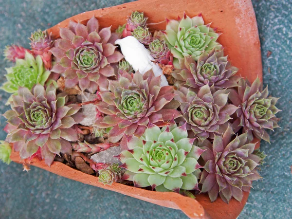 Young succulent plants — Stock Photo, Image