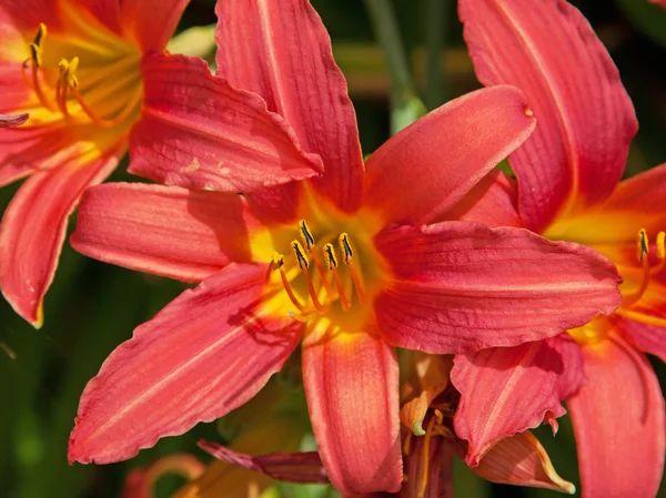 Roze dag lily — Stockfoto
