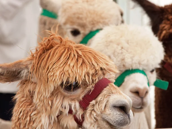 Young Alpacas — Stock Photo, Image