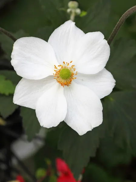 Японський anemone — стокове фото