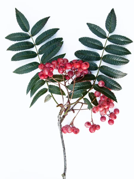 Rowan berries (Sorbus aucuparia) — Stock Photo, Image