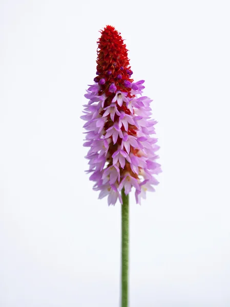 Primula vialii — Stock Photo, Image