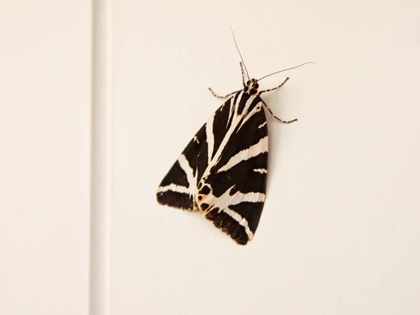 Ogród tiger moth (arctia caja) — Zdjęcie stockowe