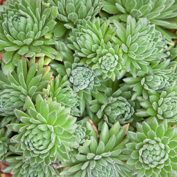 Rostliny Sempervivum — Stock fotografie