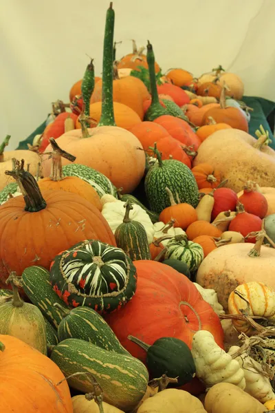 Squashes çeşitli — Stok fotoğraf