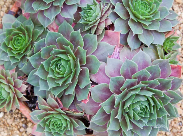 Sempervivum piante (Otello ) Foto Stock