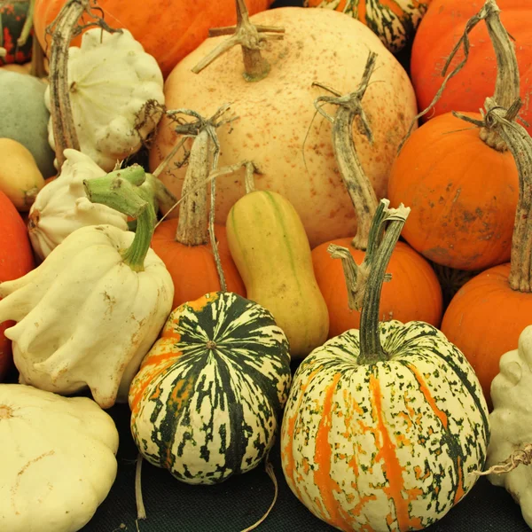 Squashes for Sale — Stock Photo, Image