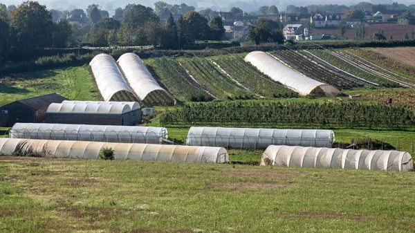 Polytunnely Používané Pro Pěstování Různých Plodin Farmě Devon — Stock fotografie