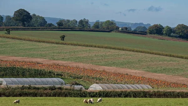 Pole Dozrávajících Dýní Vyčnívá Farmářské Krajině Devon — Stock fotografie