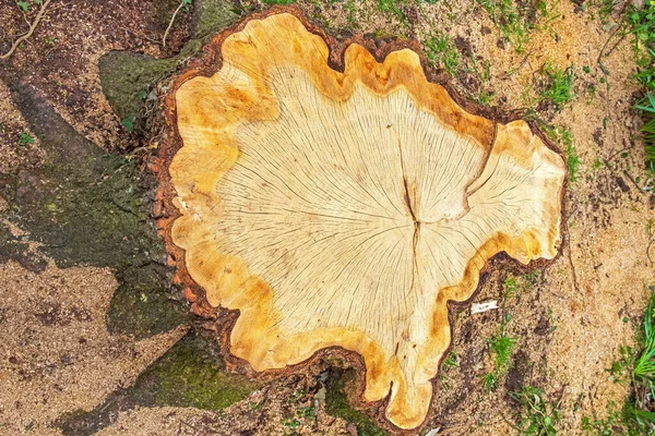 Age Rings Displayed Oak Tree Stump — Stock Photo, Image