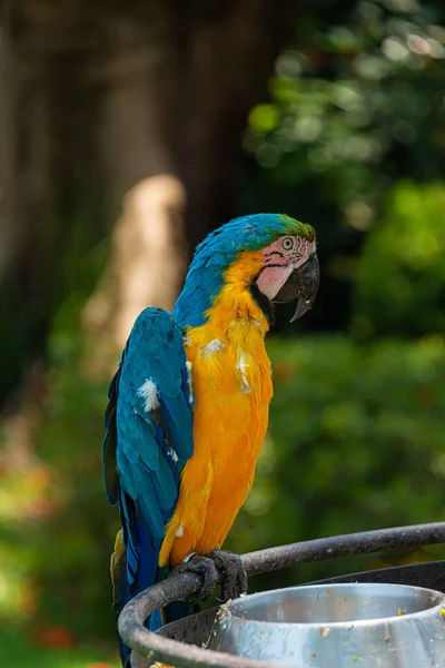 Синий Попугай Джунглях — стоковое фото