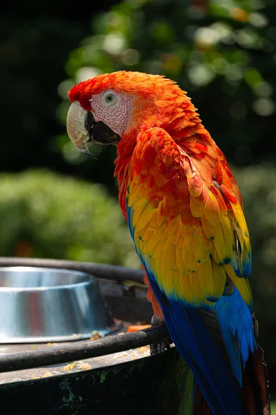 Red Parrot Jungle — Stock Photo, Image