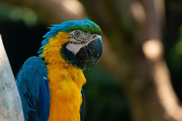 Blue parrot in the jungle