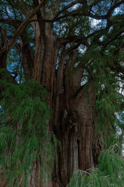 Santa Maria del Tule, Oaxaca 'daki antik ağaç.