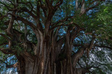Santa Maria del Tule, Oaxaca 'daki antik ağaç.