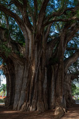 Santa Maria del Tule, Oaxaca 'daki antik ağaç.