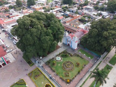 Santa Maria del Tule, Oaxaca 'daki antik ağaç.