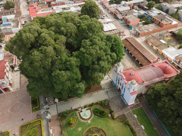 Det Antika Trädet Vid Santa Maria Del Tule Oaxaca Stockbild