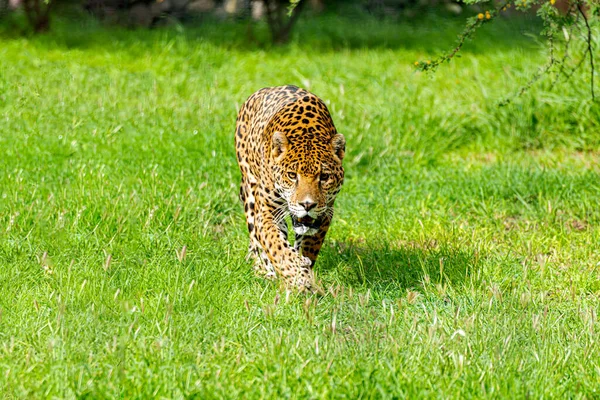 Jaguar Dans Jungle Sud Mexique — Photo