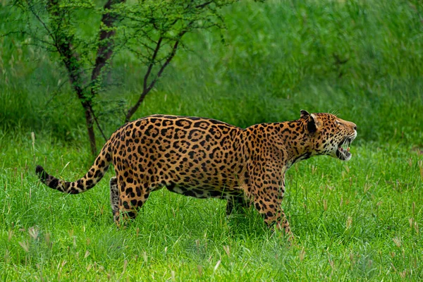 Jaguar Dans Jungle Sud Mexique — Photo