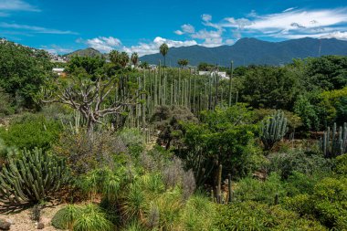 Oaxaca, Meksika 'daki Etnobotanik Bahçesi manzarası