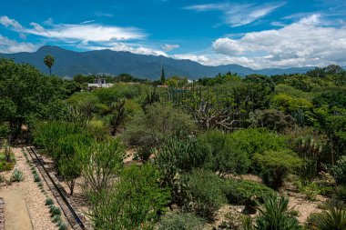 Oaxaca, Meksika 'daki Etnobotanik Bahçesi manzarası