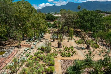 Oaxaca, Meksika 'daki Etnobotanik Bahçesi manzarası