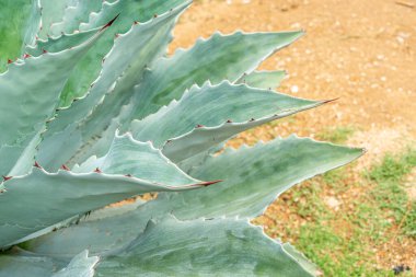Oaxaca 'daki Tobala agave, mezcal geleneksel içeceğin temeli.