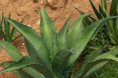 Meksiko 'da mezcal yaratmak için Agave' i gönder