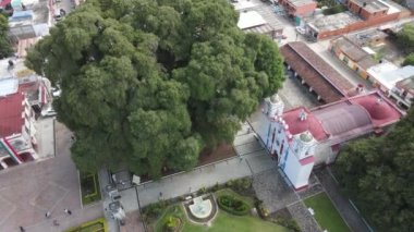 Santa Mara del Tule İnsansız Hava Aracı 'ndan antik ağaç manzarası