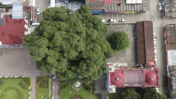 Santa Mara Del Tule Starověký Strom Pohled Drone — Stock video