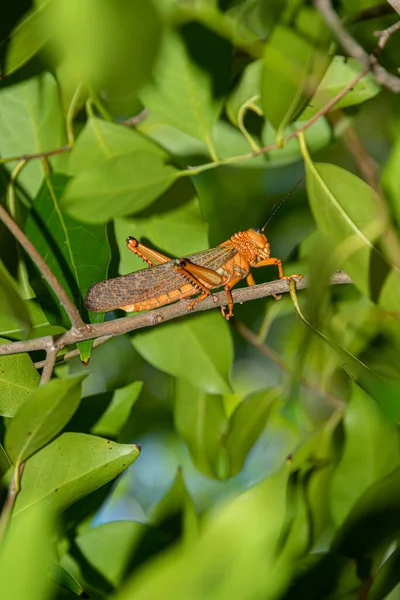 Locusta Albero Nella Giungla Tropicale — Foto Stock