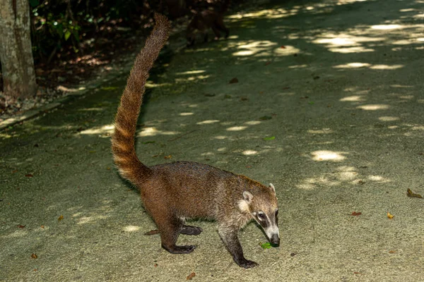 Coati Meksykańskim Lesie Deszczowym Nasua Nasua — Zdjęcie stockowe