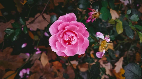 Pink Flowers Rosary Atmospheric Photo — стокове фото