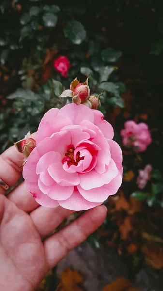 Pink Flowers Rosary Atmospheric Photo — стокове фото