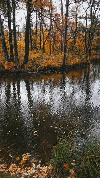 Trees Yellow Leaves Autumn Landscape — Stock Photo, Image