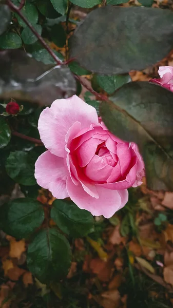 Pink Flowers Rosary Atmospheric Photo — стокове фото