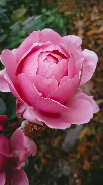 Pink Flowers Rosary Atmospheric Photo — стокове фото