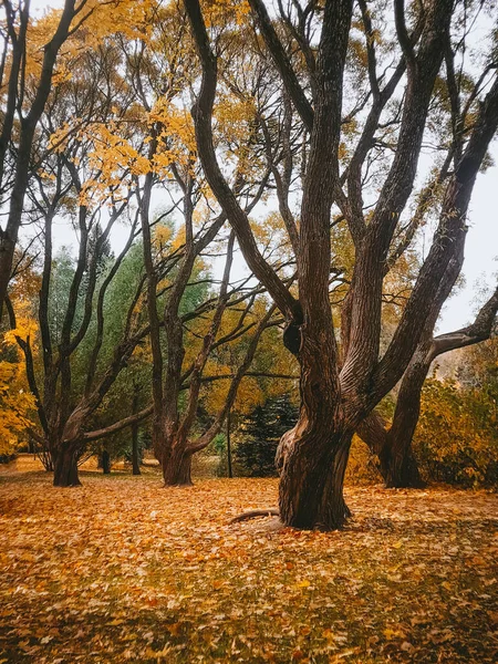 Trees Yellow Leaves Autumn Landscape — Stock Photo, Image