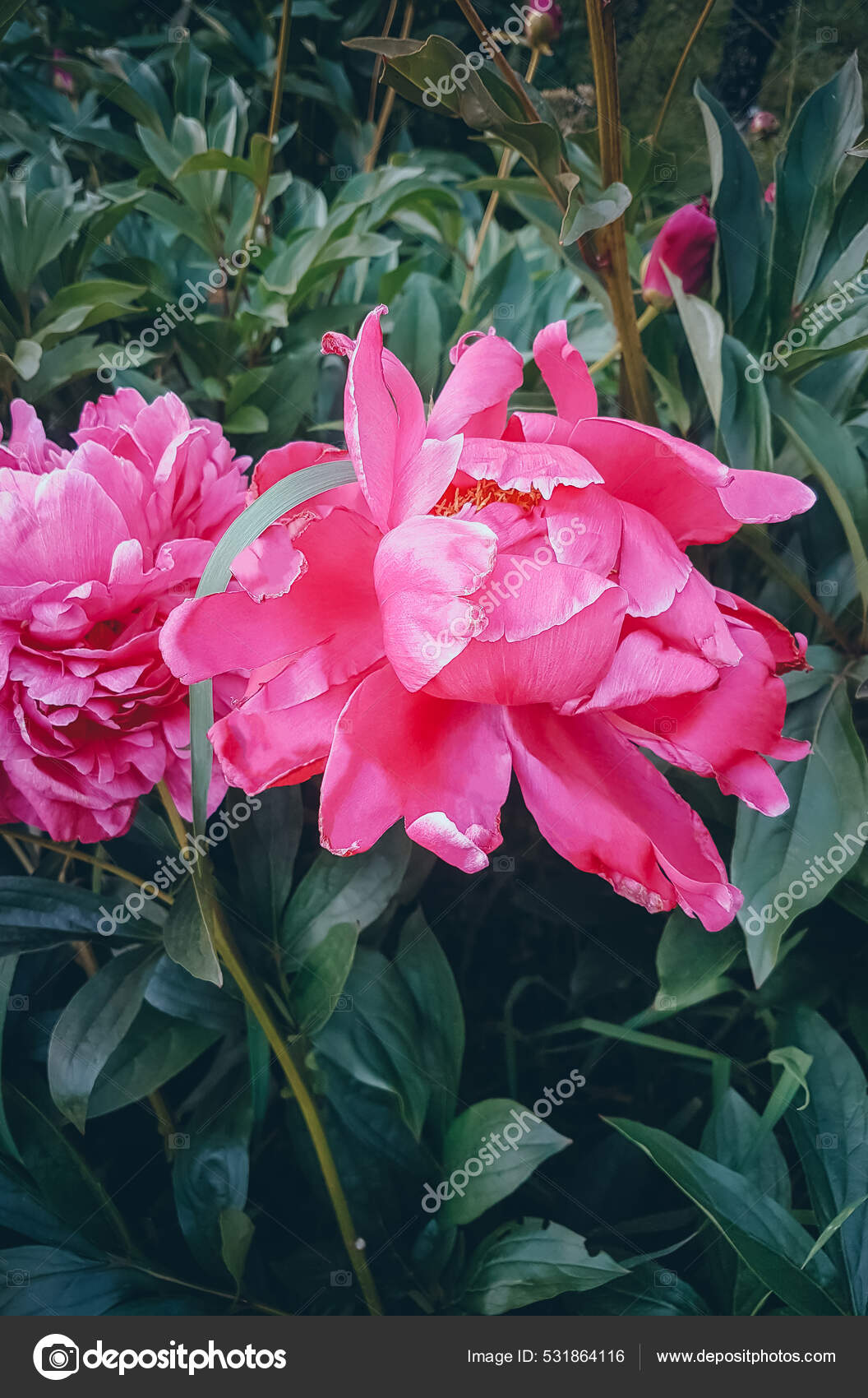 花壇の牡丹 ピンクの夏の花 ストック写真 C Suremen